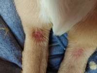 Hautausschlag Ekzem ?-Beitrag-Bild