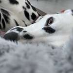 Ersteller:in Luna Profilbild