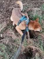 Suchmeldung-Layla-Bild