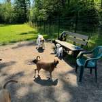 Hundeauslaufgebiet-Hunde Wiese Ritterweiher-Bild