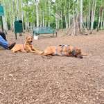 Hundeauslaufgebiet-Hundeauslaufplatz Wildau-Bild