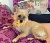 Social Walk gegen Angstreaktion-Beitrag-Bild