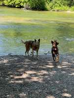 Hundeauslaufgebiet-Emmeringer Hölzl-Bild