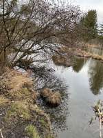 Hundeauslaufgebiet-Puchheim Ort Moosschwaige-Bild