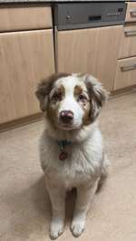 Australian Shepherd
Gewicht mit ca. 19-20 Wochen-Beitrag-Bild