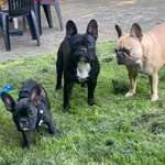 Ersteller:in Bibbi Profilbild