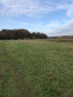 Hundeauslaufgebiet-Allerwiese klein Hehlen-Bild