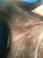 Ungeziefer-Beitrag-Bild