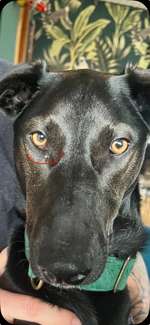 Tränendes Auge
Könnte es Zug oder Staub sein?-Beitrag-Bild