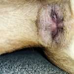 schwarze "Dinger" am After, Schwanzansatz und neben Hodensack-Beitrag-Bild