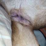 schwarze "Dinger" am After, Schwanzansatz und neben Hodensack-Beitrag-Bild