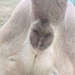 gelbe Pickel am After-Beitrag-Bild