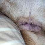 schwarze "Dinger" am After, Schwanzansatz und neben Hodensack-Beitrag-Bild