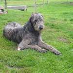 Ersteller:in Irich Wolfshund Profilbild