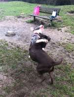 Hundeauslaufgebiet-Berner Heerweg-Bild