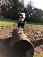 Hundeauslaufgebiet-Berner Heerweg-Bild