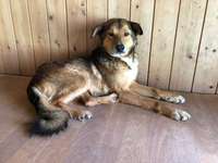 Suchmeldung-Michel-Bild