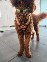 Vorderpfoten nach außen gedreht-Beitrag-Bild