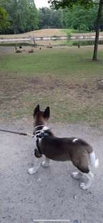 Hundeauslaufgebiet-Südpark-Bild