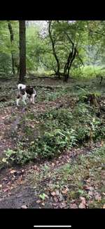 Hundeauslaufgebiet-Brandheide-Bild