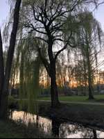 Hundeauslaufgebiet-Schloßpark Strünkede-Bild