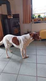 Welche Rassen könnten in ihr sein ?-Beitrag-Bild