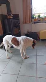 Welche Rassen könnten in ihr sein ?-Beitrag-Bild