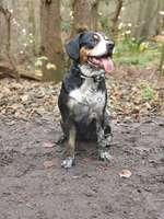 Entlebucher Sennenhund-Beitrag-Bild