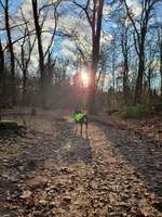 Entlebucher Sennenhund-Beitrag-Bild