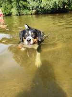 Entlebucher Sennenhund-Beitrag-Bild