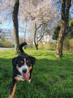 Entlebucher Sennenhund-Beitrag-Bild