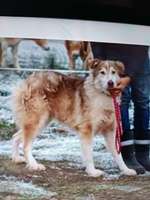 Suchmeldung-Bojaro-Bild