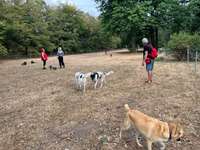 Hundeauslaufflächen in Karlsruhe, Hundegarten für Karlsruhe-Beitrag-Bild