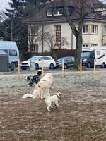 Hundeauslaufflächen in Karlsruhe 
Initiative Hundegarten für 76131 Karlsruhe-Beitrag-Bild