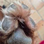 Hundepfotenfrisur-Beitrag-Bild