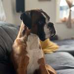 Ersteller:in Dom Profilbild