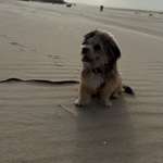 Reaktive Hunde Buch Empfehlungen-Beitrag-Bild