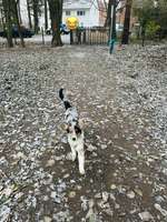 Hundeauslaufgebiet-Gütersloh-Bild