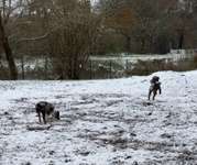 Hundeauslaufgebiet-Rheda-Bild