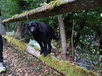 Tierische Überraschung-Beitrag-Bild