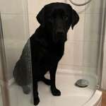 Ersteller:in Levi Profilbild