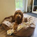 Suchmeldung-Amelie-Bild