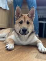 Junghund Schäferhund Akita Husky Mix-Beitrag-Bild