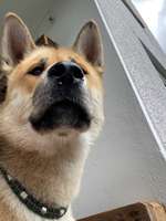 Hundenase läuft-Beitrag-Bild