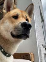 Hundenase läuft-Beitrag-Bild