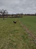 Hundeauslaufgebiet-Im Tal-Bild