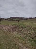 Hundeauslaufgebiet-Im Tal-Bild