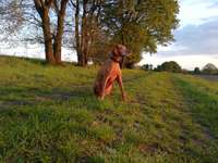 Luna (Luni) ist über die Regenbogenbrücke gegangen-Beitrag-Bild