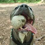 Ersteller:in Sternendeuter Profilbild