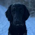 Ersteller:in Silvan Profilbild